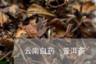 云南白药 普洱茶/2023031738280